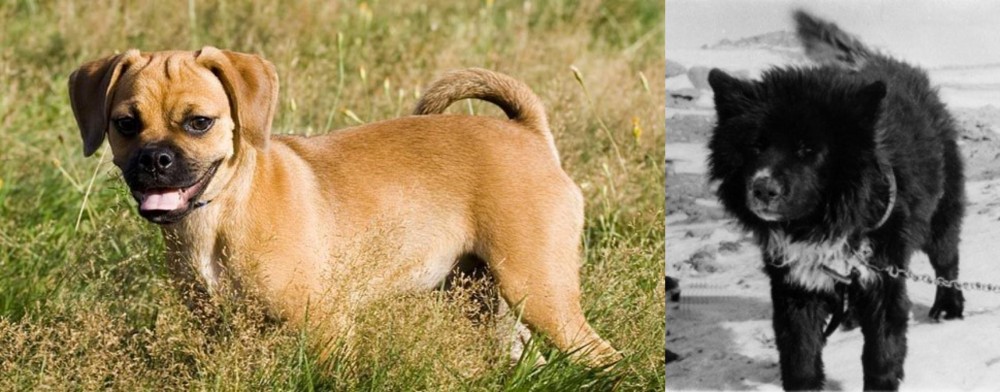Sakhalin Husky vs Puggle - Breed Comparison