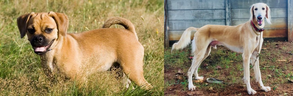 Saluki vs Puggle - Breed Comparison
