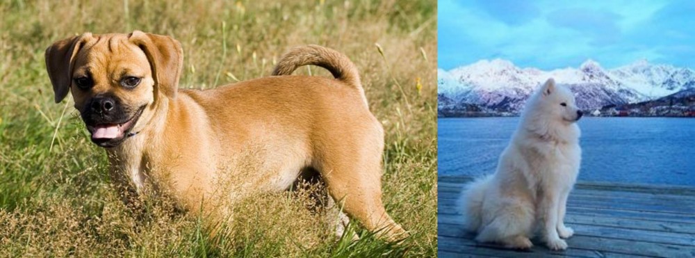 Samoyed vs Puggle - Breed Comparison