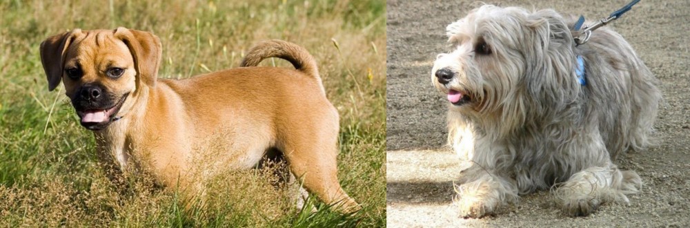 Sapsali vs Puggle - Breed Comparison