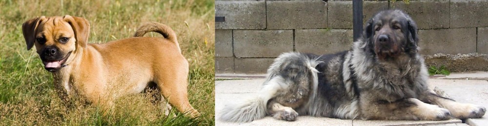 Sarplaninac vs Puggle - Breed Comparison