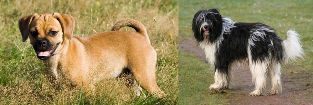 Schapendoes vs Puggle - Breed Comparison