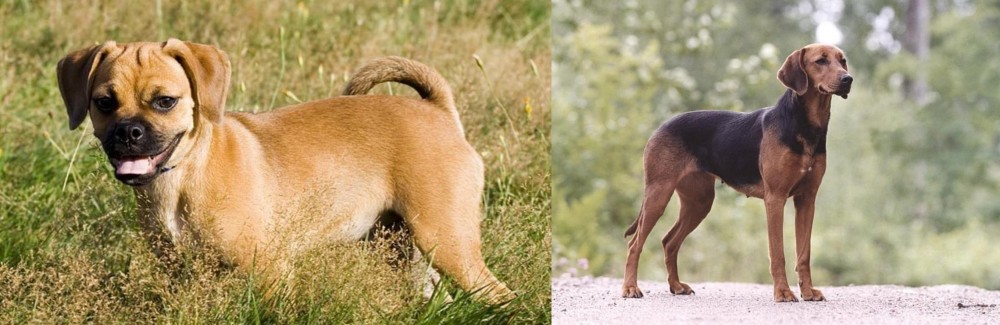 Schillerstovare vs Puggle - Breed Comparison