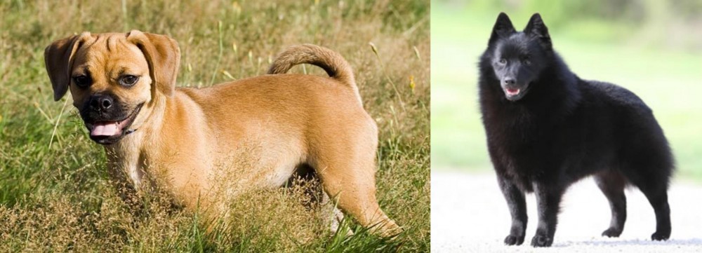 Schipperke vs Puggle - Breed Comparison