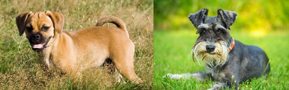 Schnauzer vs Puggle - Breed Comparison