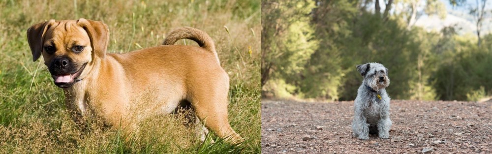Schnoodle vs Puggle - Breed Comparison