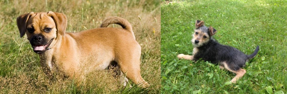 Schnorkie vs Puggle - Breed Comparison