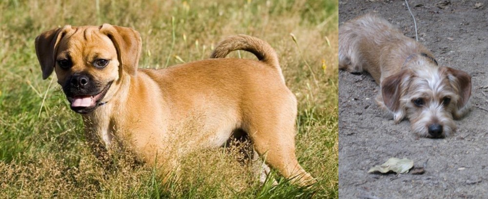 Schweenie vs Puggle - Breed Comparison