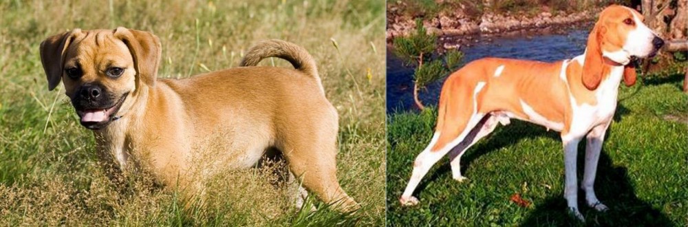 Schweizer Laufhund vs Puggle - Breed Comparison