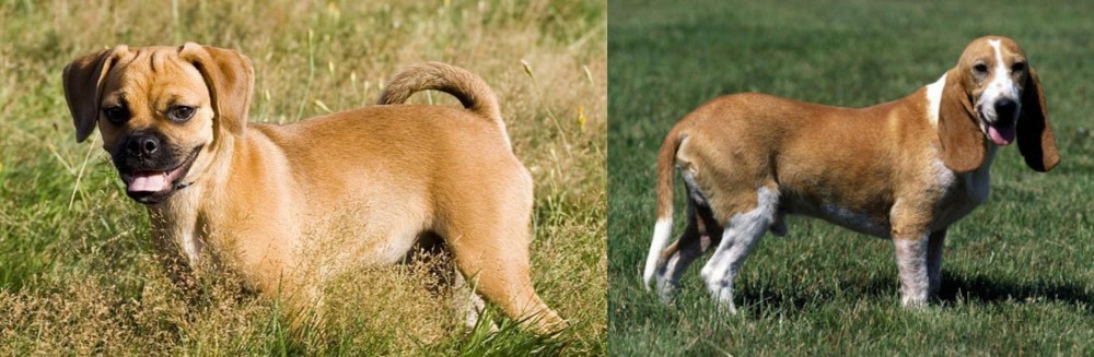 Schweizer Niederlaufhund vs Puggle - Breed Comparison