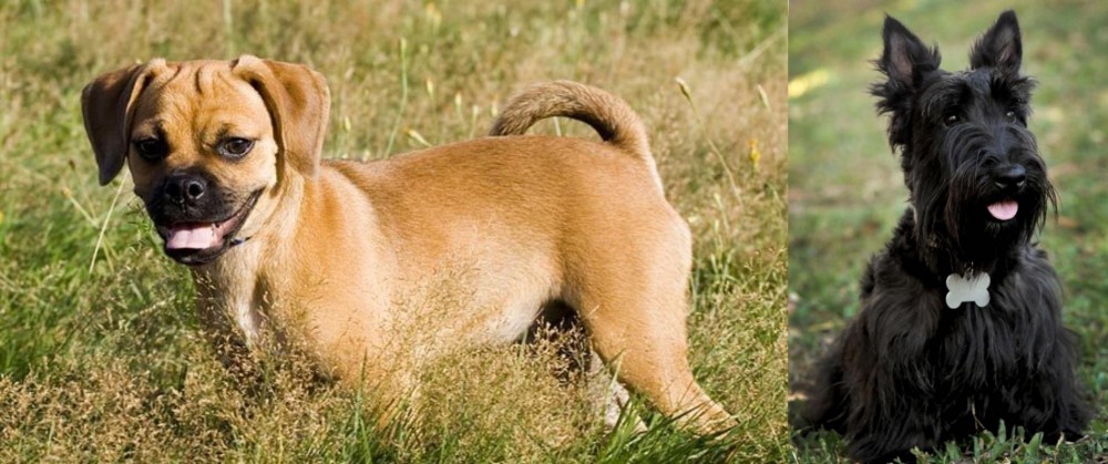 Scoland Terrier vs Puggle - Breed Comparison