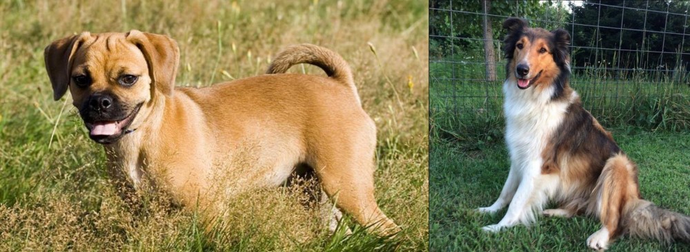 Scotch Collie vs Puggle - Breed Comparison