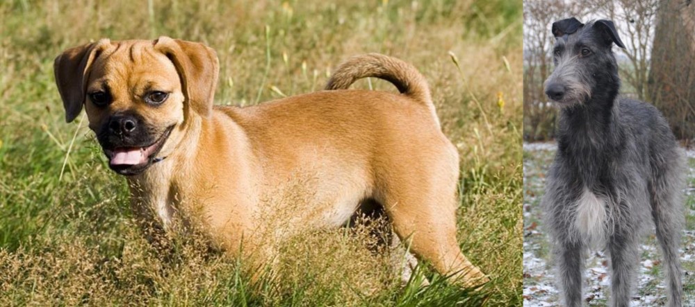 Scottish Deerhound vs Puggle - Breed Comparison