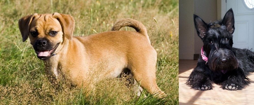 Scottish Terrier vs Puggle - Breed Comparison