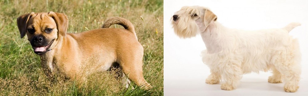 Sealyham Terrier vs Puggle - Breed Comparison