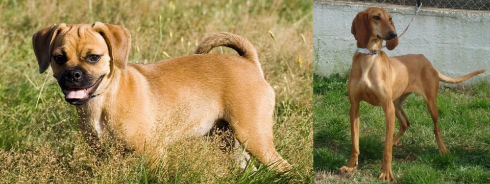 Segugio Italiano vs Puggle - Breed Comparison
