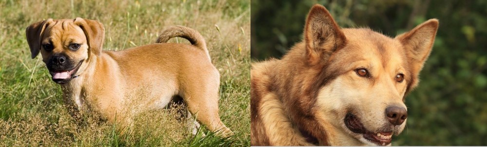 Seppala Siberian Sleddog vs Puggle - Breed Comparison