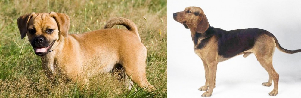 Serbian Hound vs Puggle - Breed Comparison