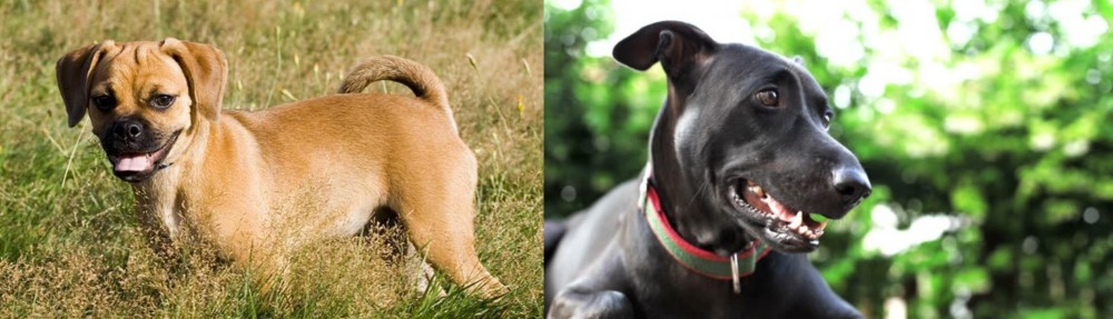 Shepard Labrador vs Puggle - Breed Comparison