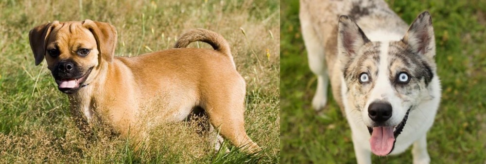 Shepherd Husky vs Puggle - Breed Comparison