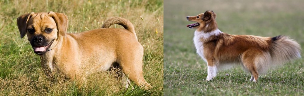 Shetland Sheepdog vs Puggle - Breed Comparison