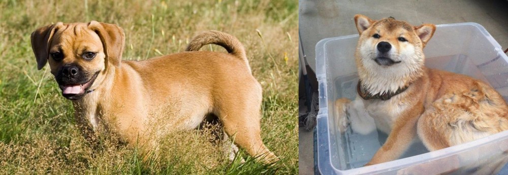 Shiba Inu vs Puggle - Breed Comparison