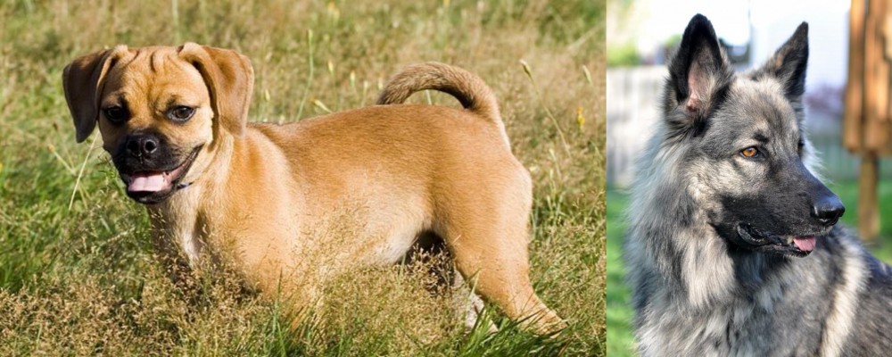 Shiloh Shepherd vs Puggle - Breed Comparison