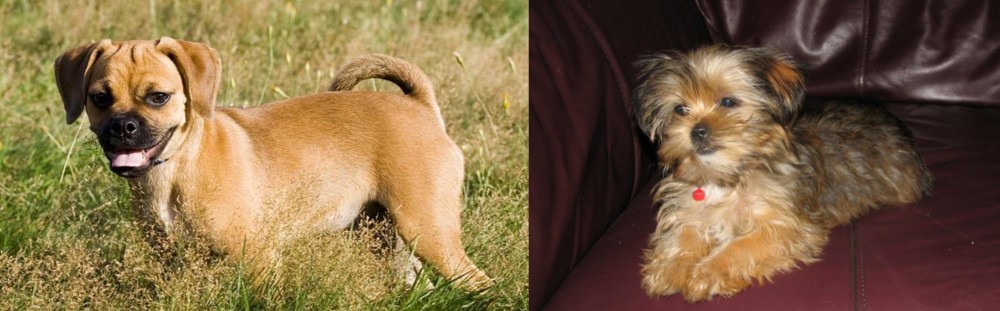 Shorkie vs Puggle - Breed Comparison