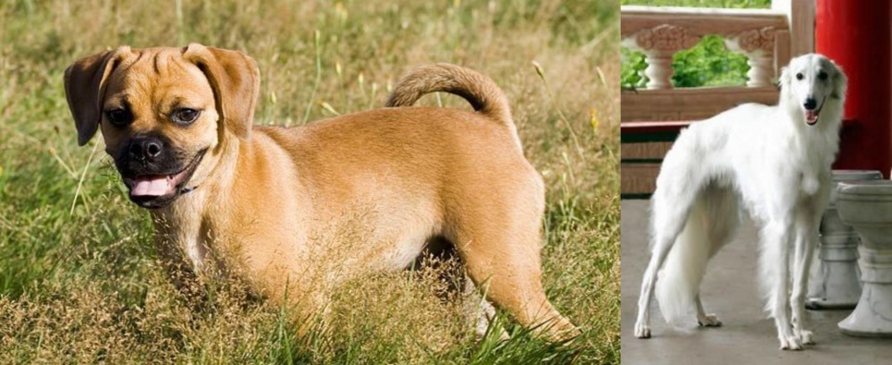 Silken Windhound vs Puggle - Breed Comparison