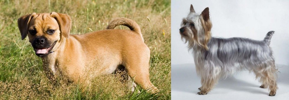 Silky Terrier vs Puggle - Breed Comparison