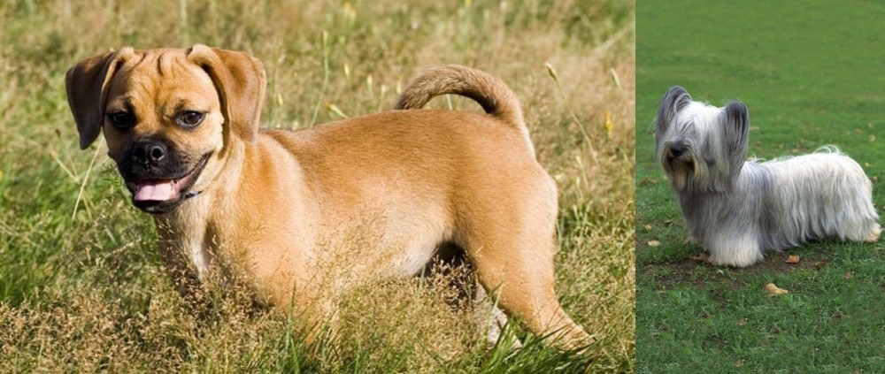 Skye Terrier vs Puggle - Breed Comparison