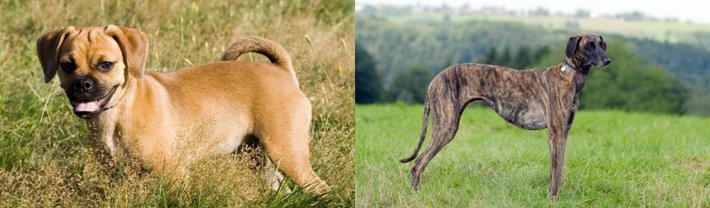 Sloughi vs Puggle - Breed Comparison