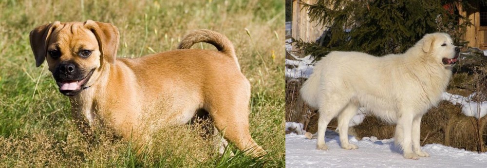 Slovak Cuvac vs Puggle - Breed Comparison