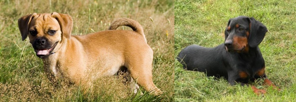 Slovakian Hound vs Puggle - Breed Comparison