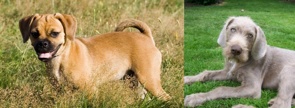 Slovakian Rough Haired Pointer vs Puggle - Breed Comparison