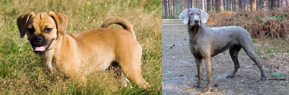 Slovensky Hrubosrsty Stavac vs Puggle - Breed Comparison