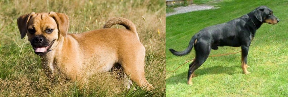Smalandsstovare vs Puggle - Breed Comparison