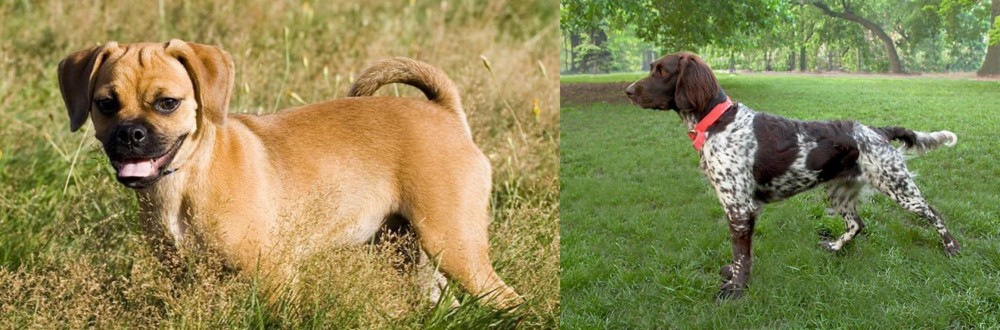 Small Munsterlander vs Puggle - Breed Comparison