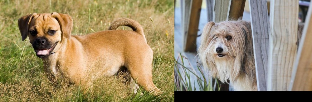 Smithfield vs Puggle - Breed Comparison