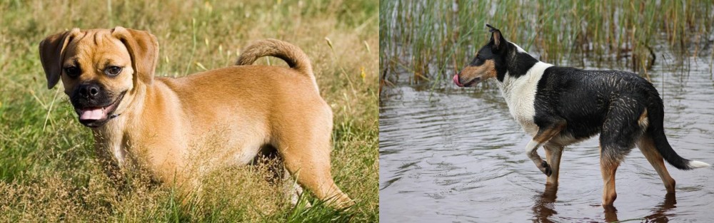 Smooth Collie vs Puggle - Breed Comparison