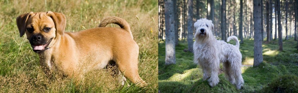 Soft-Coated Wheaten Terrier vs Puggle - Breed Comparison
