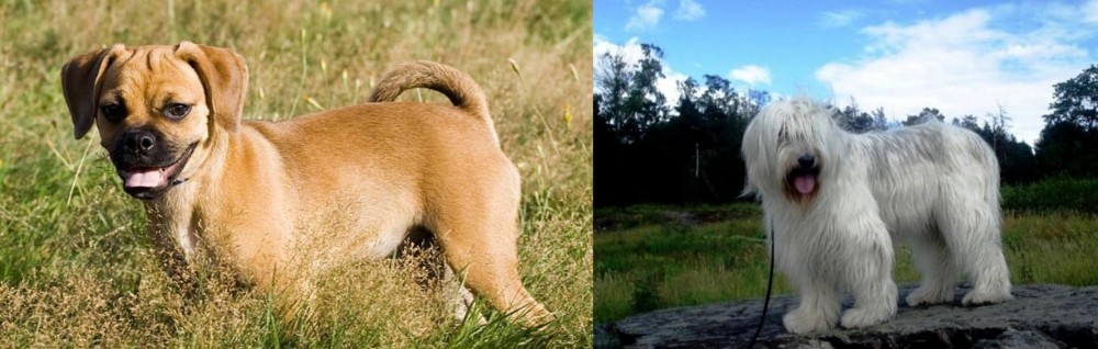 South Russian Ovcharka vs Puggle - Breed Comparison