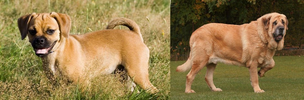 Spanish Mastiff vs Puggle - Breed Comparison