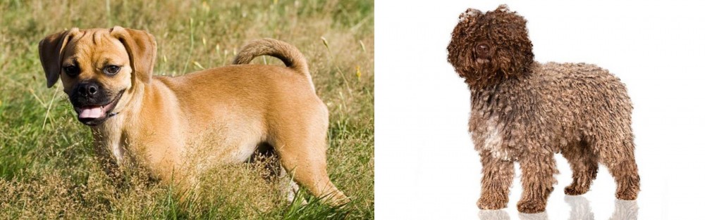 Spanish Water Dog vs Puggle - Breed Comparison