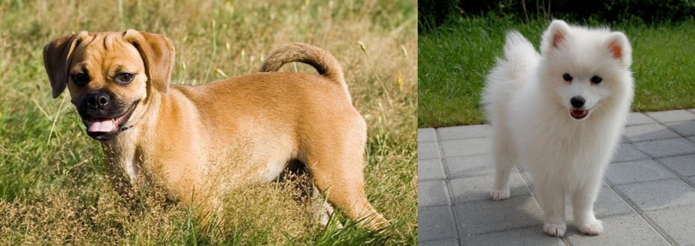 Spitz vs Puggle - Breed Comparison