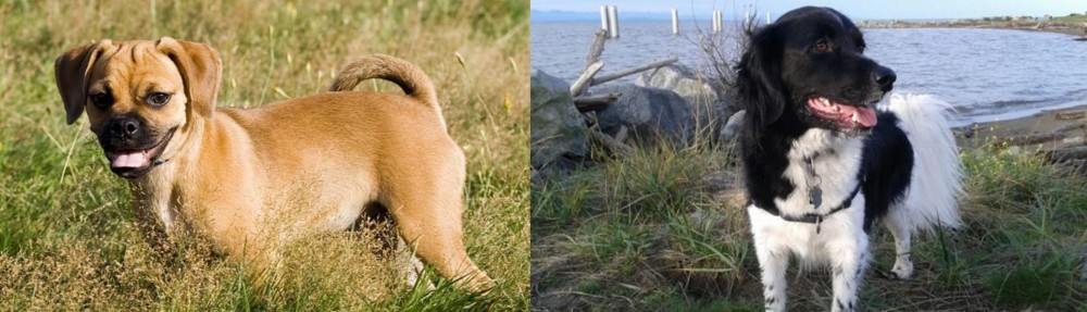 Stabyhoun vs Puggle - Breed Comparison