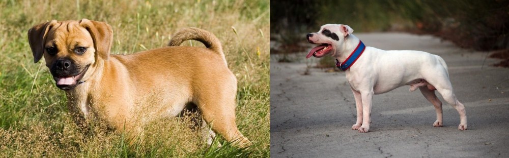 Staffordshire Bull Terrier vs Puggle - Breed Comparison