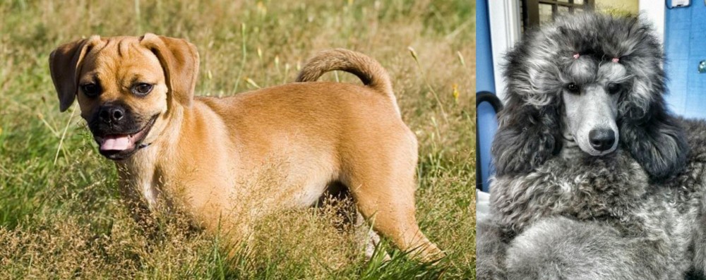 Standard Poodle vs Puggle - Breed Comparison