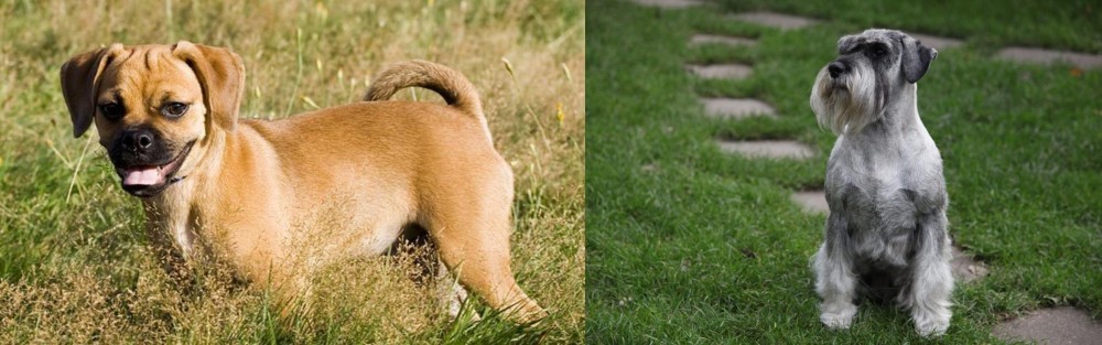 Standard Schnauzer vs Puggle - Breed Comparison