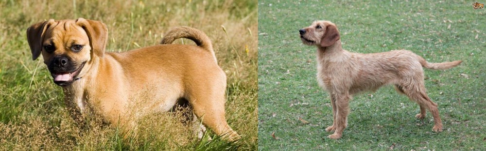 Styrian Coarse Haired Hound vs Puggle - Breed Comparison